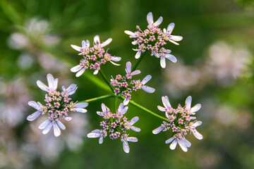 Colorful flower closeup bursting with life and detail. Soft natural light and dreamy blur make it perfect for wallpaper, phone background, or digital art design. Fresh, vivid, and eye-catching beauty.
