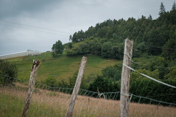 Fototapeta premium monte pampa animales