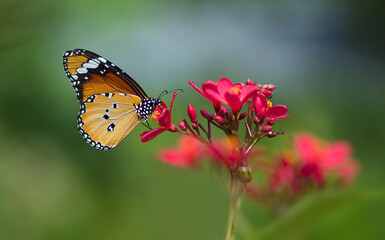 Closeup shot of a Plain Tiger butterfly resting on a leaf with wings wide open. Soft natural light and creamy background make it perfect for wallpaper, poster, or phone background use