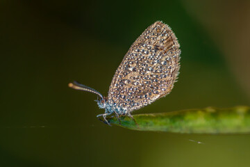 A common grass butterfly rests on a dew-covered leaf on a cold winter morning. Tiny water drops sparkle like pearls under the soft sunlight, creating a dreamy nature moment