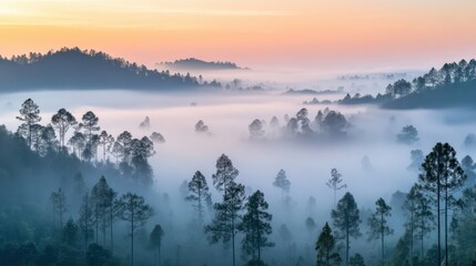 Misty morning landscape showcasing dense forest and soft sunlight illuminating the horizon in a tranquil natural setting