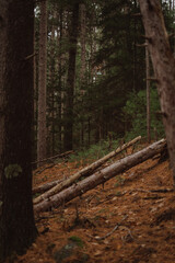 Obraz premium Forest hiking trails