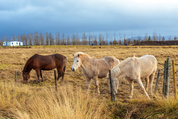A rare breed of Icelandic horse in the autumn pastures of western Iceland