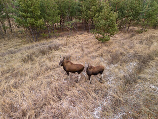 A moose cow with a calf standing in a forest clearing in winter, Aerial photography from a quadcopter of wild animals in their natural habitat