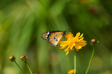 Closeup shot of a Plain Tiger butterfly resting on a leaf with wings wide open. Soft natural light and creamy background make it perfect for wallpaper, poster, or phone background use