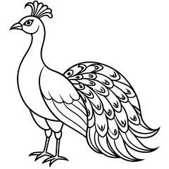 beautiful bird peacock silhouette