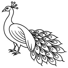 beautiful bird peacock silhouette