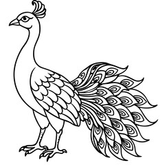 beautiful bird peacock silhouette