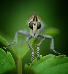Up close and detailed view of nature’s tiny creatures—jumping spider, cricket, beetle, robber fly, jewel bug, butterfly, damselfly and grass life, captured in stunning macro and close-up photography
