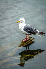 Isolated Western Gull Standing on Mossy Rock in Calm Water, Reflecting Serenity