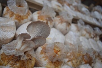 mushroom farming in growing media