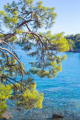 autumn tree in the water