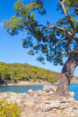 tree on the beach
