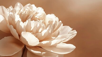 Aesthetically pleasing composition featuring a tan brown backdrop.