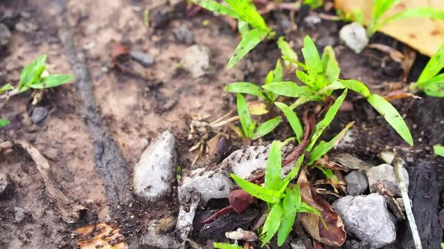 Group of black ants walking on ground floor in jungle background. Teamwork concept, Behavior of ants.