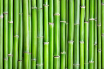 Obraz premium Green bamboo stalks growing in nature preserve