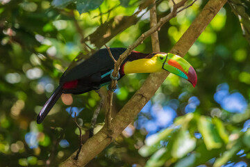 Keel-billed toucan (Ramphastos sulfuratus), also known as sulfur-breasted toucan or rainbow-billed toucan, is a colorful Latin American member of the toucan family.  © Miroslav Srb