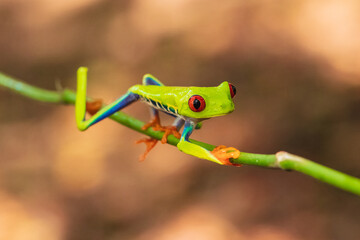 Red-eyed Tree Frog taken in deep rain forest in Costa Rica