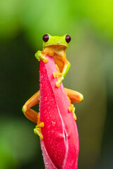 Obraz premium Gliding tree frog (Agalychnis spurrelli) is a species of frog in family Hylidae. It is found in Colombia, Costa Rica, Ecuador, and Panama. Close up portrait.