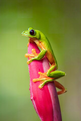 Gliding tree frog (Agalychnis spurrelli) is a species of frog in family Hylidae. It is found in Colombia, Costa Rica, Ecuador, and Panama. Close up portrait.
