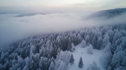 Snowy Winter Forest with Mist and Fog Covering Pine Trees Scene