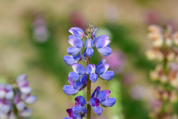 Stunning close-up of blooming lupine flowers with soft petals and rich colors, perfect for themes of gardening, farming, floristry, and natural beauty in horticulture scenes