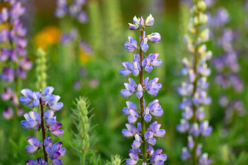 Stunning close-up of blooming lupine flowers with soft petals and rich colors, perfect for themes of gardening, farming, floristry, and natural beauty in horticulture scenes