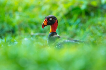 King vulture (Sarcoramphus papa) is a large bird found in Central and South America. It is a member of the New World vulture family Cathartidae. 