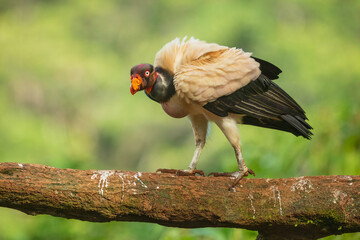 King vulture (Sarcoramphus papa) is a large bird found in Central and South America. It is a member of the New World vulture family Cathartidae. 