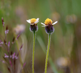 Full of colorful bright wildflowers glowing under soft sunlight. A dreamy nature moment perfect for wallpaper, screensaver, or background lovers who adore peaceful outdoor vibes