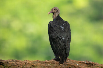 Black Vulture (Coragyps atratus), Samara, peninsula Nicoya, province Guanacaste, Costa Rica, Central America