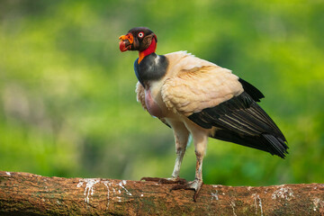 King vulture (Sarcoramphus papa) is a large bird found in Central and South America. It is a member of the New World vulture family Cathartidae. 