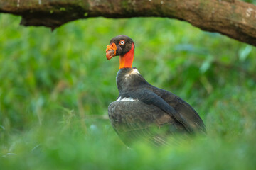 King vulture (Sarcoramphus papa) is a large bird found in Central and South America. It is a member of the New World vulture family Cathartidae. 