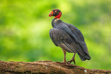 Fototapeta premium King vulture (Sarcoramphus papa) is a large bird found in Central and South America. It is a member of the New World vulture family Cathartidae. 