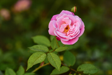 Closeup of a pink rose with detailed petals and buds, soft light and dreamy tones, perfect floral bloom for romantic, spring, nature, and garden vibes