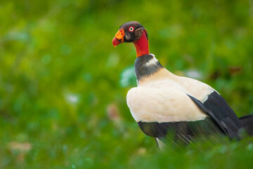King vulture (Sarcoramphus papa) is a large bird found in Central and South America. It is a member of the New World vulture family Cathartidae. 