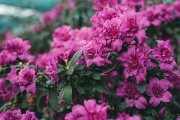 Blooming azaleas in the garden. 