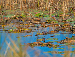 A Tricolored Heron Getting Ready to Strike