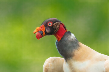 King vulture (Sarcoramphus papa) is a large bird found in Central and South America. It is a member of the New World vulture family Cathartidae. 