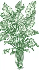 Fototapeta premium Detailed Botanical Illustration of a Lush Green Plant, Exquisite Line Art, Vintage Style Botanical Drawing