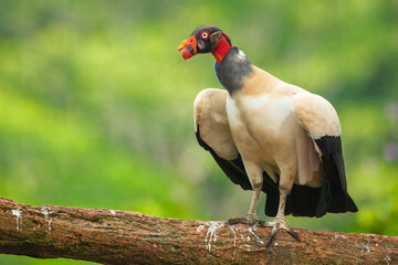 King vulture (Sarcoramphus papa) is a large bird found in Central and South America. It is a member of the New World vulture family Cathartidae. 