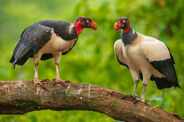 King vulture (Sarcoramphus papa) is a large bird found in Central and South America. It is a member of the New World vulture family Cathartidae. 