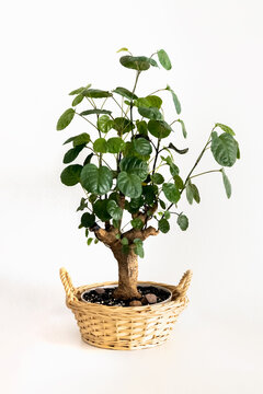 Houseplant Houseplant polyscias Fabian in a wicker basket. Bonsai. White background. Isolate. Photo