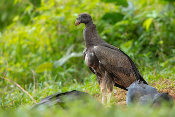 Black Vulture (Coragyps atratus), Samara, peninsula Nicoya, province Guanacaste, Costa Rica, Central America