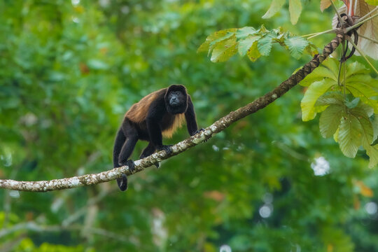 The golden-mantled howler (Alouatta palliata palliata) is a subspecies of the mantled howler. It ranges throughout much of Central America, in Guatemala, Honduras, Nicaragua and Costa Rica