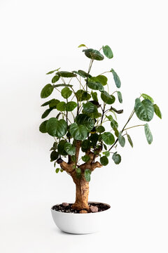 Houseplant Houseplant polyscias Fabian in a white plastic pot. Bonsai. White background. Isolate. Photo