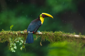 The yellow-throated toucan (Ramphastos ambiguus). Wildlife from Costa Rica, tropical bird. Toucan sitting on the branch in the forest, green vegetation. Nature travel holiday in central America. 