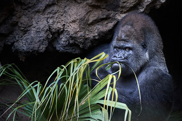Obraz premium Silverback Gorilla Eating Fresh Vegetation in Its Natural Habitat. Ideal for Wildlife Conservation, Animal Behavior Studies, and Nature-Themed Campaigns.