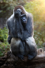 Naklejka premium Majestic Western Lowland Gorilla Portrait in Soft Sunlight. Ideal for Wildlife, Conservation, and Educational Themes.