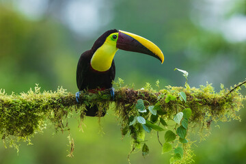 The yellow-throated toucan (Ramphastos ambiguus). Wildlife from Costa Rica, tropical bird. Toucan sitting on the branch in the forest, green vegetation. Nature travel holiday in central America. 